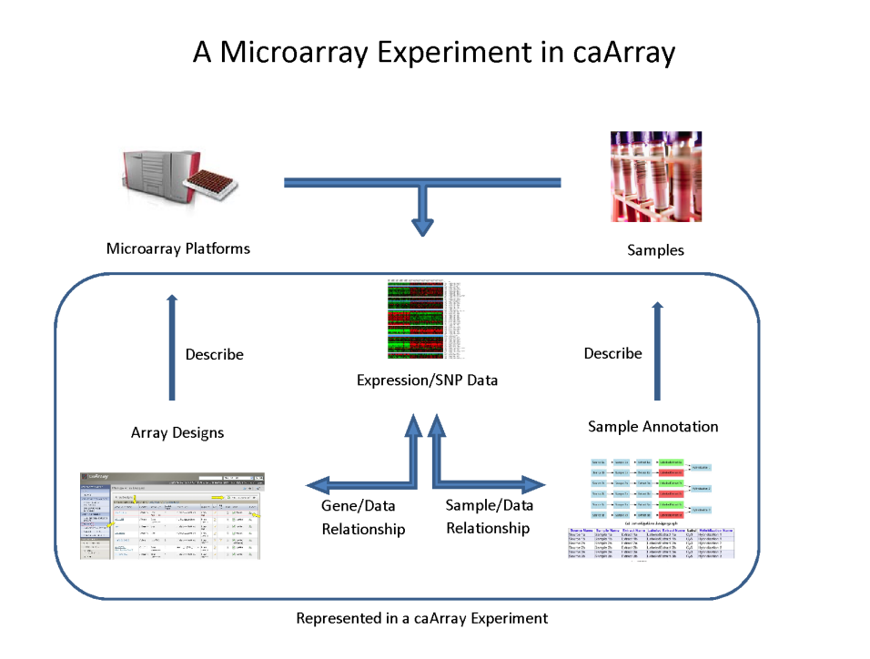 Mapping between major concepts in caArray and real-world concepts